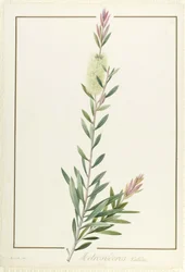 Metrosyderos Pallida, 1812